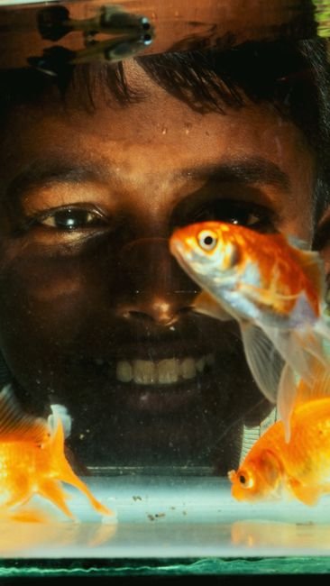 Fish - Quick Sale
