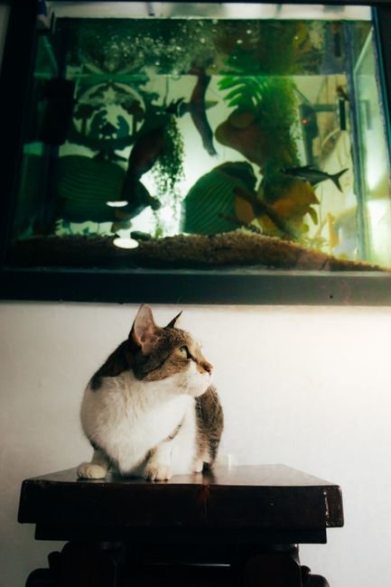 Fish - Quick Sale
