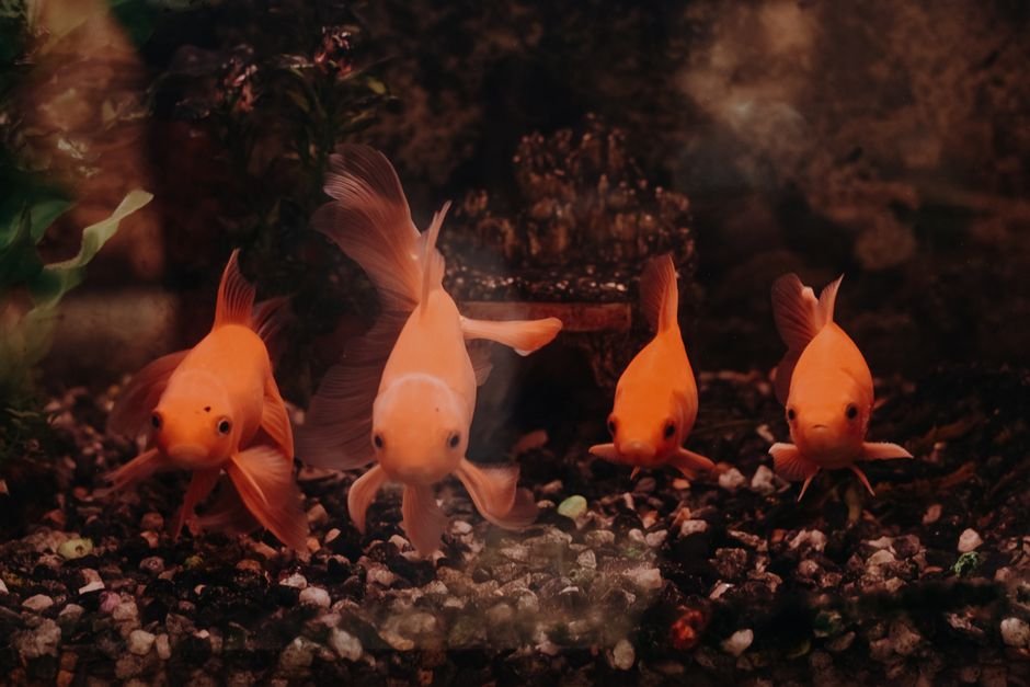 Fish - Slightly Negotiable