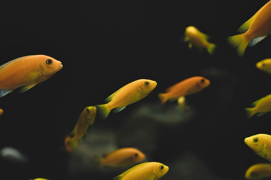 Fish - Quick Sale