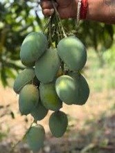 Premium Fresh Mangoes – 1 kg